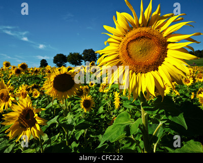 Altmühltal, Naturpark, Asteraceae, Bayern, Oberbayern, Compositae, Deutschland, Dollnstein, Feld, gelb, Helianthus Annuus, Stockfoto