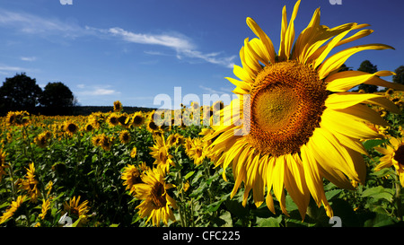 Altmühltal, Naturpark, Asteraceae, Bayern, Oberbayern, Compositae, Deutschland, Dollnstein, Feld, gelb, Helianthus Annuus, Stockfoto