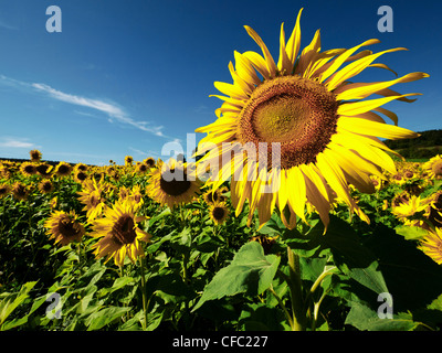 Altmühltal, Naturpark, Asteraceae, Bayern, Oberbayern, Compositae, Deutschland, Dollnstein, Feld, gelb, Helianthus Annuus, Stockfoto