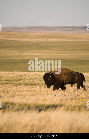 Kostenlose Roaming-Bull Bison in Grasslands National Park, Saskatchewan. Stockfoto