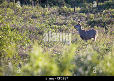 Buck-Maultier-Rotwild mit samt Geweih Fütterung in der üppigen Vegetation, Grasslands National Park, Saskatchewan. Stockfoto