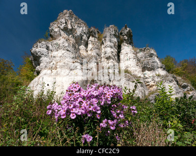 Altmühltal, Naturpark, Aster, Bayern, Oberbayern, Blumen, Deutschland, rock, Hütting, Jura, Kalkstein, entwässert, entwässert v Stockfoto