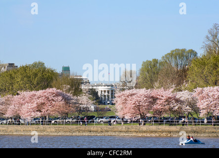 Blick auf das Weiße Haus über die Tidal Basin mit Kirschbäume in voller Blüte. Blick vom Jefferson Memorial. Stockfoto