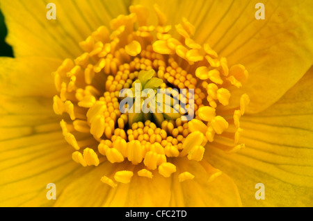 Der Mitte einer leuchtend gelben Marsh Marigold Blume UK Stockfoto
