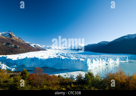 Der Perito-Moreno-Gletscher im Herbst, Kälber in den Gewässern des Lago Argentina, Parque Nacional Los Tundrazone, Argentinien Stockfoto