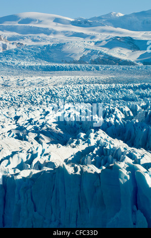 Der Perito-Moreno-Gletscher im Herbst, Kälber in den Gewässern des Lago Argentina, Parque Nacional Los Tundrazone, Argentinien Stockfoto