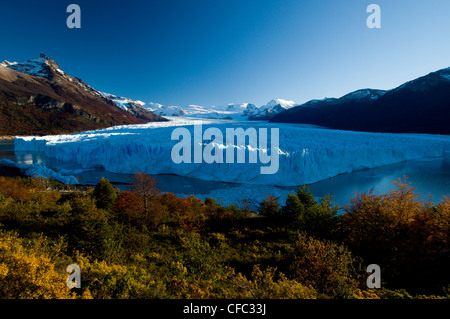 Der Perito-Moreno-Gletscher im Herbst, Kälber in den Gewässern des Lago Argentina, Parque Nacional Los Tundrazone, Argentinien Stockfoto