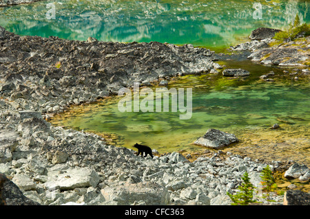 Ein schwarzer Bär, Ursus Americanus, geht durch ein Talus Feld und grüne alpine Tarn in der Niut Range, British Columbia, Kanada Stockfoto