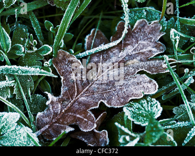 Blatt, Burgdorf, Eiche, Frost, kalten, frostigen reif, Raureif, Raureif, Herbst, Herbst, Kanton Bern, Baum, Quercus Robur, Schweiz Stockfoto