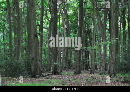 Ein Blick auf Clayhill Wood, Stoke Zeile, Oxfordshire, Vereinigtes Königreich/August 2011 Stockfoto