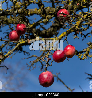 apple, Burgdorf, orchard, farm, garden, apple tree, canton Bern, Malus silvestris, red, Switzerland, fruit, fruits, Rohrmoos Stockfoto