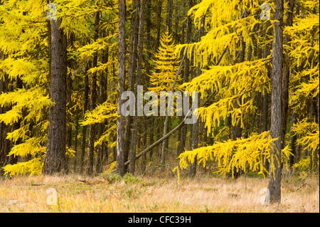 Western Lärchen, Larix Occidentalis, aglow in Herbstfarben in der Nähe von Yahk, British Columbia, Kanada Stockfoto