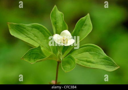 Bunchberry (Cornus Canadensis) auch bekannt als Zwerg-Hartriegel, Cold Lake Provincial Park, Alberta, Kanada Stockfoto