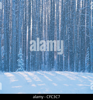 Winterlandschaft von einer frühen Morgensonne in Aspen stehen nach dem Schneefall im kalten kanadischen Winter, westlich von Edson, Alberta Stockfoto