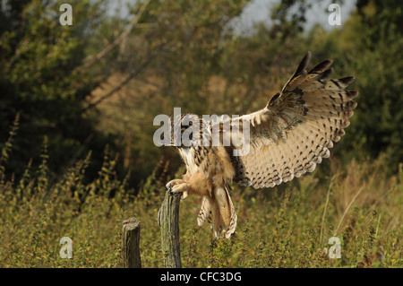 Adler-Eule, die Landung auf einem Pfosten Stockfoto