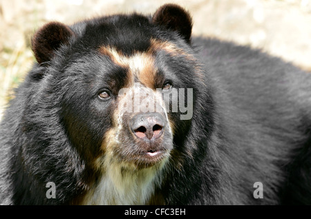 Vorderseite Porträt von Anden Bär (Tremarctos Ornatus), auch bekannt als der Brillenbär Stockfoto