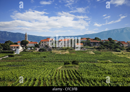 Weinberg, Lumbarda, Korcula, Dubrovnik-Neretva County, Dalmatien, Kroatien Stockfoto