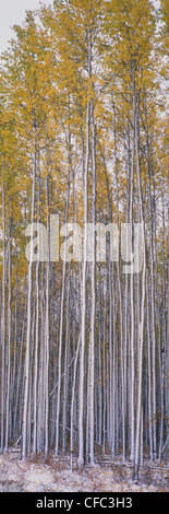 Stand der Espe Bäume in herbstlichen Farben nach dem ersten Schneefall in den borealen Wald von Nord-Alberta, Valleyview, Kanada Stockfoto