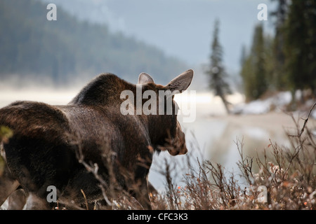 Erwachsenen Moose an einem frühen nebligen Morgen, Maligne Lake Küstenlinie, Jasper Nationalpark, Alberta, Kanada. Stockfoto