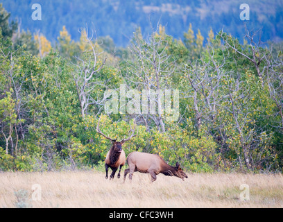 Elk Cervus Elaphus männlichen & weibliche während der "Furche" Stockfoto