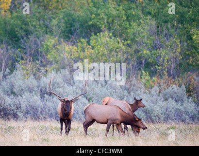 Elk Cervus Elaphus männlichen & Weibchen während der "Furche" Stockfoto