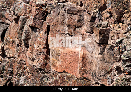 Wanderfalke im Flug Stockfoto