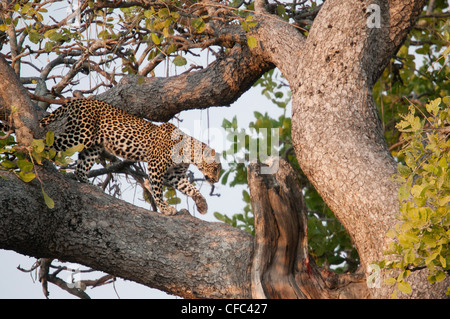 Leopard Weibchen einen Wurst-Baum klettern Stockfoto