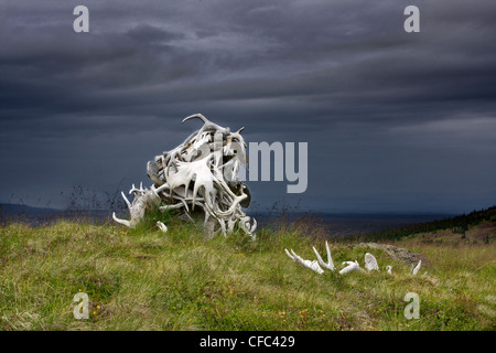 Grabstein des Elch Geweih in Itcha Mountains von British Columbia Kanada Stockfoto