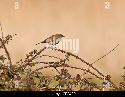 Männliche Heckenbraunelle Prunella Modularis, singen in Brombeere Patch. Norfolk. Stockfoto