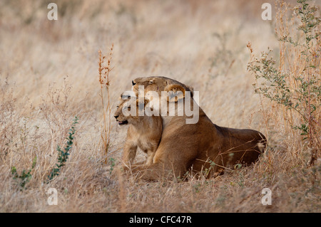 Suche nach dem Komfort seiner Mutter Cub Stockfoto