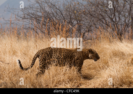 Großen männlichen Leoparden auf der Suche nach Schatten Stockfoto