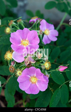 Wilde Rose oder stachelige Rose (Rosa Acicularis), die offizielle Blumenemblem von der Provinz Alberta, Kanada. Stockfoto