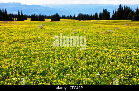 Alpenblumen im Wells Gray Park in British Columbia Kanada Stockfoto