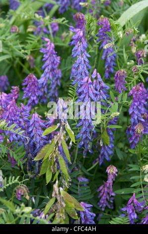 Lila Wicke (Vicia Americana) in voller Blüte mit Samenkapseln bilden. Nord-Ontario, Kanada. Stockfoto