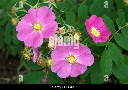 Besser wissen Sie seinen Trivialnamen Wild Rose stachelige Stockfoto