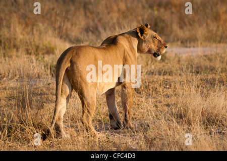 Löwin scannen die Wiese Stockfoto