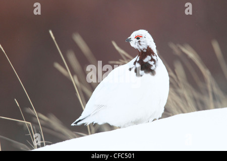 Partridge (Lagopus Muta) im Winter Gefieder entlang der Dempster Highway, Yukon Territorium, Kanada. Stockfoto
