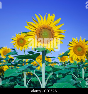 Sonnenblumen vor blauem Himmel, Winnipeg, Manitoba, Kanada. Stockfoto