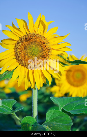 Sonnenblume Blüte nah oben, Winnipeg, Manitoba, Kanada. Stockfoto