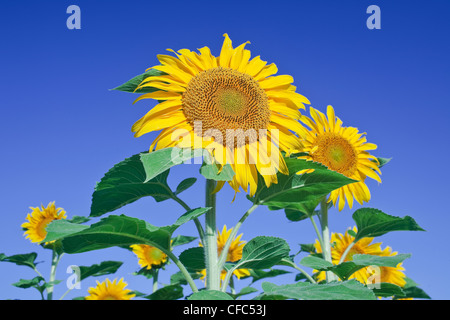 Niedrigen Winkel Ansicht von Sonnenblumen vor blauem Himmel. Winnipeg, Manitoba, Kanada. Stockfoto