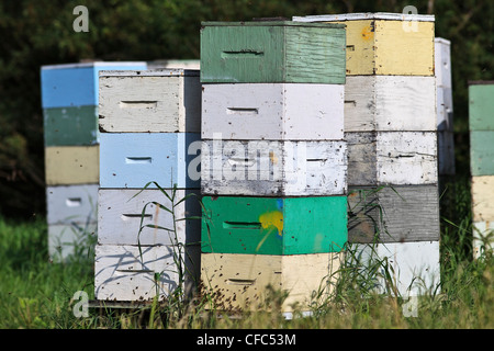 Honigbienen und Bienenstöcke in bunten Holzkisten gestapelt. Pembina Valley, Manitoba, Kanada. Stockfoto