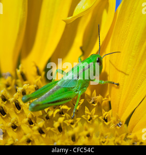 Heuschrecke auf eine Sonnenblume hautnah. Manitoba, Kanada. Stockfoto