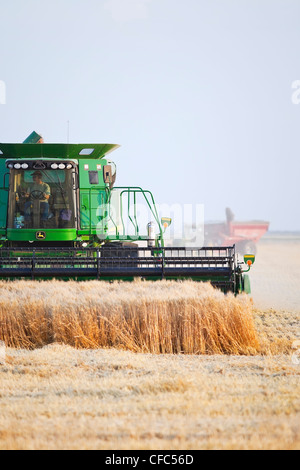 Kombinieren Sie Ernte Weizenernte auf kanadischen Prärie. In der Nähe von Winkler, Manitoba, Kanada. Stockfoto
