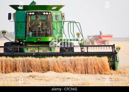 Kombinieren Sie Ernte Weizenernte auf kanadischen Prärie. In der Nähe von Winkler, Manitoba, Kanada. Stockfoto