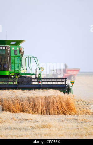 Ein Harvester kombinieren und Getreide Wagen beim Ernten von Weizen. In der Nähe von Winkler, Manitoba, Kanada. Stockfoto