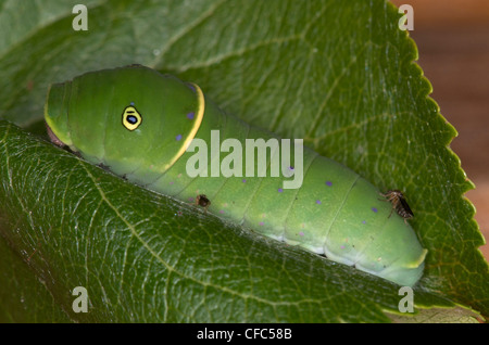 Fliegen Insekten befestigt Eastern Tiger Schwalbenschwanz Stockfoto