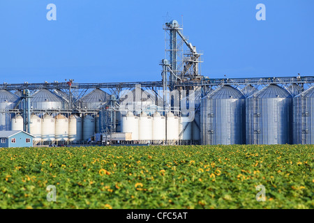 Im Landesinneren Getreide terminal und Sonnenblumen Feld. Rathwell, Manitoba, Kanada. Stockfoto
