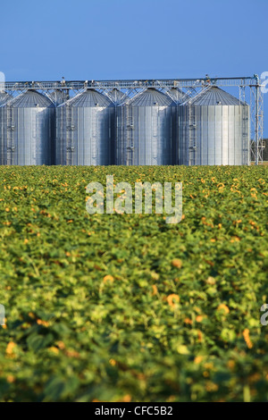 Binnenterminal Getreide und Sonnenblumen Feld im Vordergrund. Rathwell, Manitoba, Kanada. Stockfoto