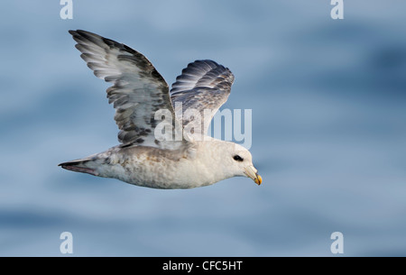 Nördlichen Fulmar im Flug auf pelagische Reise von Westport WA Stockfoto