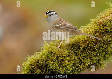 Weiß – Crowned Sparrow auf bemoosten Log am Victoria BC, Kanada Stockfoto